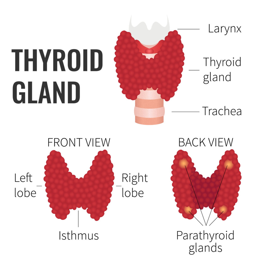 Thyroid symptoms. Hyperthyroidism and natural ways to heal. 